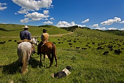 For every rancher, understanding the difference between steers, heifers, bulls, and cows is pretty basic—kind of like “Ranching 101.”