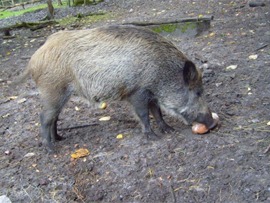 Wild_Hogs